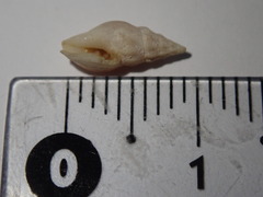 Cerithium