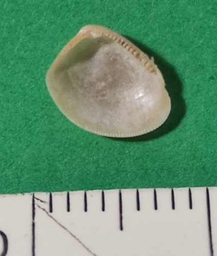 Nucula hanleyi · iNaturalist