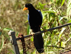 Cyanocorax beecheii