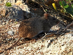 Sigmodon arizonae