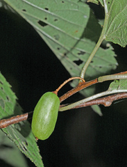Actinidia kolomikta