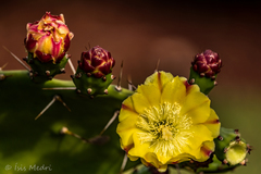 Cactaceae
