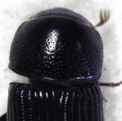 Ataenius picinus