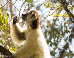 Propithecus verreauxi