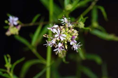 Image of Thelypodium wrightii by (c) Michelle W. （鍾偉瑋）, some rights reserved (CC BY)