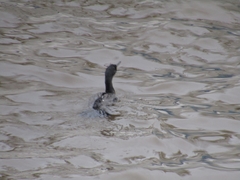 Nannopterum brasilianum