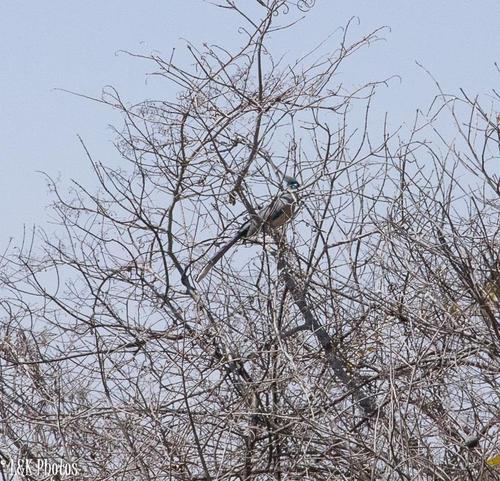 Coua cristata