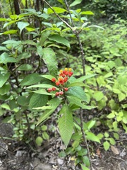 Asclepias curassavica image