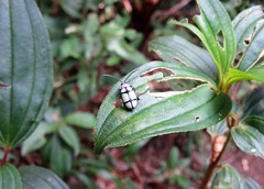 Omophoita octoguttata