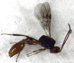 Aridelus rufotestaceus