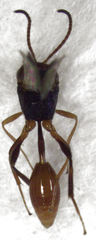 Aridelus rufotestaceus