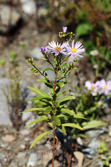 Aster maackii