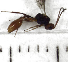 Aridelus rufotestaceus
