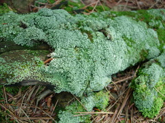 Cladonia turgida