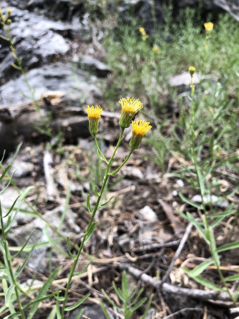 Erigeron inornatus var. inornatus