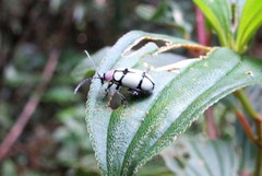 Omophoita octoguttata