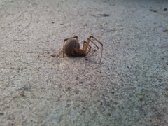 Latrodectus geometricus