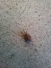 Latrodectus geometricus