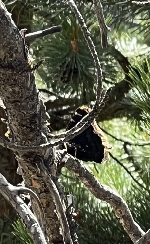 iNaturalist observation photo of Mourning Cloak