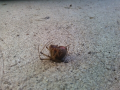 Latrodectus geometricus