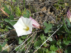 Calystegia occidentalis