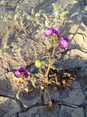 Phacelia calthifolia