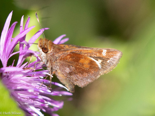 Zabulon Skipper, Maine, US, photo 8 of 10