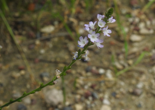 Verbena officinalis var. officinalis