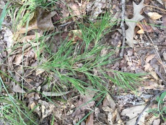 Dichanthelium aciculare