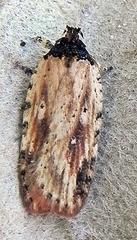 Agonopterix atrodorsella