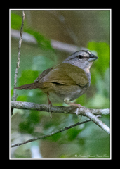 Arremonops chloronotus