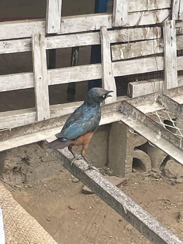 Chestnut-bellied Starling photographed in Eritrea