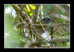 Arremonops chloronotus