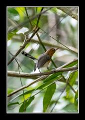 Ramphocaenus melanurus