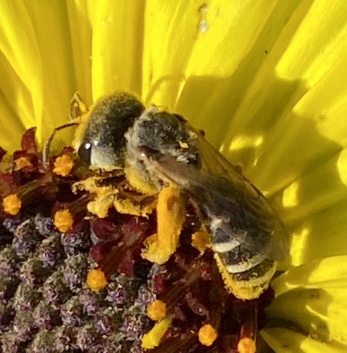 iNaturalist observation photo of Ligated Furrow Bee