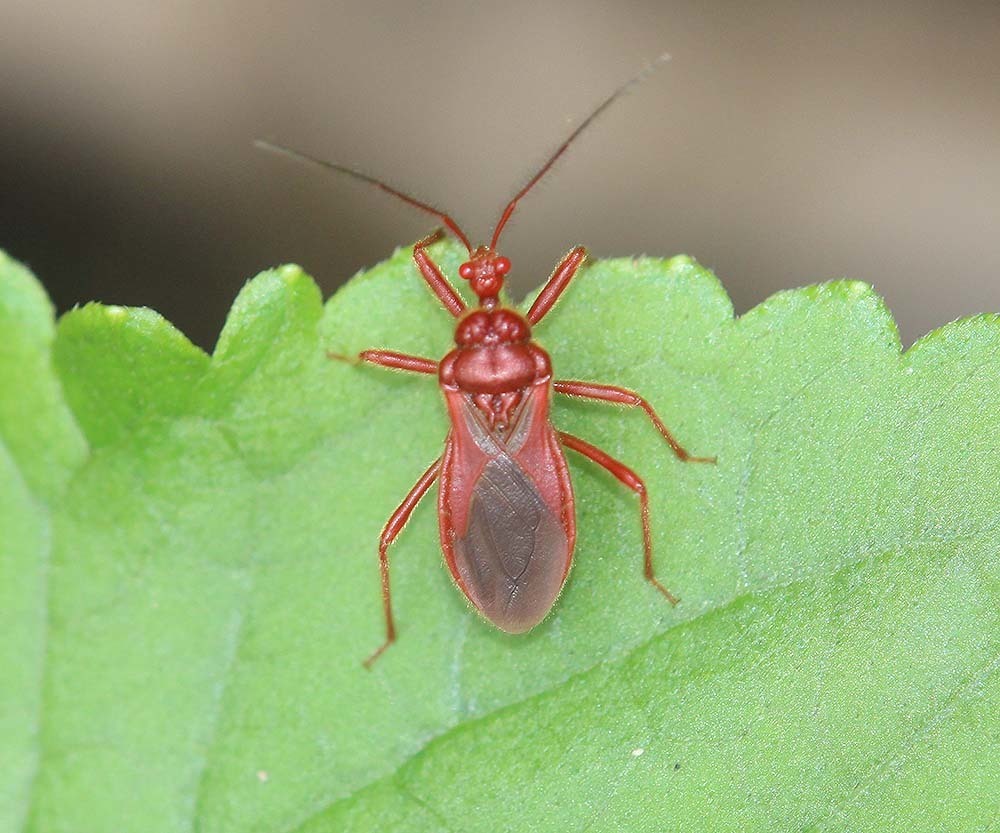Bayerus
