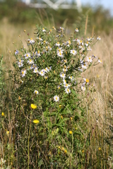 Aster incisus