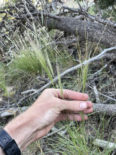 Elymus longifolius, photograph 5