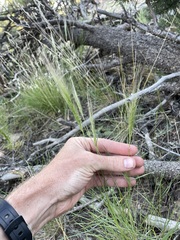 Elymus longifolius, photograph (c) Martin Purdy, some rights reserved (CC BY)