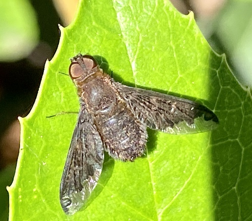 iNaturalist observation photo of Sinuous Bee Fly