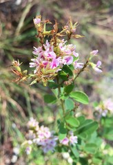 Lespedeza stuevei