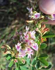 Lespedeza stuevei