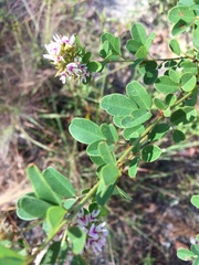 Lespedeza stuevei