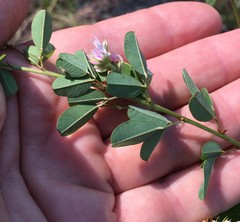 Lespedeza stuevei