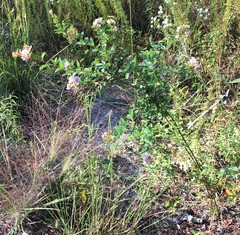 Lespedeza stuevei