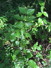 Image of Sageretia minutiflora