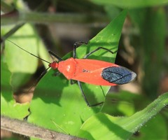 Cutocoris