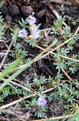 Astragalus kentrophyta