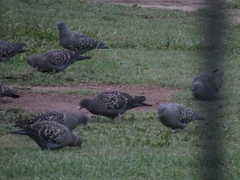 Patagioenas maculosa