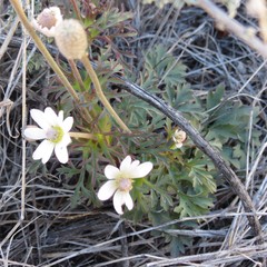 Anemone tuberosa